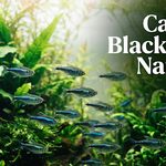 Catchy Black Fish Names: